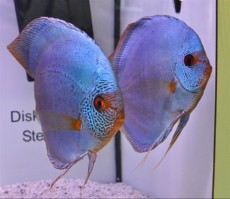 Diskusi diskus blue diamond69 Diskusi diskus blue diamond69