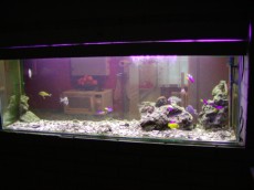 DRUGI DOMACI MORSKI AKVARIJ VELIKOSTI 350L  ANTHIAS