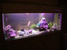 DRUGI DOMACI MORSKI AKVARIJ VELIKOSTI 350L  nevretencarji