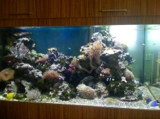 MORSKI AKVARIJ OBLIKE L 1400L  3 koralni greben