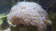 MORSKI AKVARIJ DOLZINE 321cm 5 PLEROGYRA