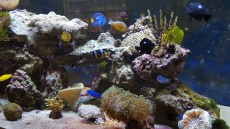 MORSKI AKVARIJ DOLZINE 321cm 5 Parancanthurus hepatus