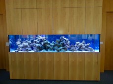 MORSKI AKVARIJ DOLZINE 321cm 6 VELIK MORSKI AKVARIJ