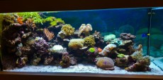 MORSKI AKVARIJ VELIKOSTI 600L LED OSVETLITEV