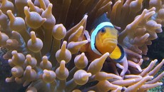 MORSKI AKVARIJ VELIKOSTI 900L 3 FINDING NEMO