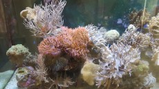 MORSKI AKVARIJ VELIKOSTI 900L 3 anemone