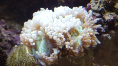 MORSKI AKVARIJ VELIKOSTI 900L 3 lps