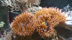 MORSKI AKVARIJ VELIKOSTI 900L 3 pink anemone