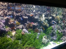 MORSKI AKVARIJ - 2023L   6 AQUA-RO-DESIGN morski akvarij