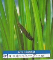 Ribniske rastline Acorus Calamus Ribniske rastline Acorus Calamus