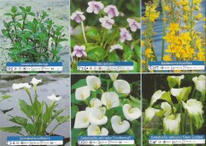 Ribniske rastline Cvetoce vodne rastline Ribniske rastline Cvetoce vodne rastline
