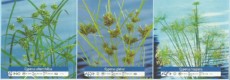 Ribniske rastline Cyperus Ribniske rastline Cyperus