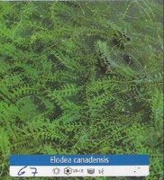 Ribniske rastline Elodea Canadensis Ribniske rastline Elodea Canadensis