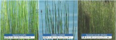 Ribniske rastline Equisetum Ribniske rastline Equisetum
