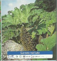 Ribniske rastline Gunnera manicata Ribniske rastline Gunnera manicata