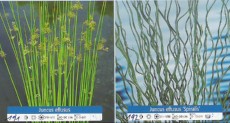 Ribniske rastline Juncus Effusus Ribniske rastline Juncus Effusus