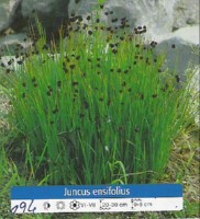 Ribniske rastline RAstlina za rastlinski filter - Juncus Ensifolius Ribniske rastline RAstlina za rastlinski filter - Juncus Ensifolius