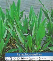 Ribniske rastline Rastlinski filter - Rumex Hydrolapathum Ribniske rastline Rastlinski filter - Rumex Hydrolapathum