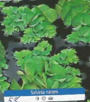 Ribniske rastline Salvinia Natans Ribniske rastline Salvinia Natans