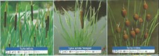 Ribniske rastline Typha Ribniske rastline Typha