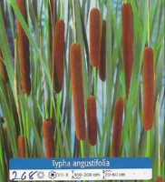Ribniske rastline Typha Angustifolia Ribniske rastline Typha Angustifolia