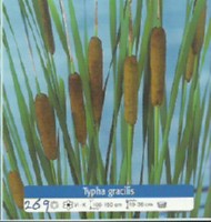 Ribniske rastline Tysha gracilis Ribniske rastline Tysha gracilis