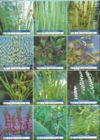 Ribniske rastline cvetoce rastline 4 Ribniske rastline cvetoce rastline 4