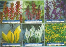 Ribniske rastline cvetoce rastline 5 Ribniske rastline cvetoce rastline 5