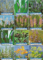 Ribniske rastline cvetoce rastline pond plants Ribniske rastline cvetoce rastline pond plants