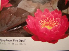 Ribniske rastline lokvanj - nymphaea Fire Opal Ribniske rastline lokvanj - nymphaea Fire Opal