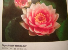 Ribniske rastline lokvanj - nymphaea Hollandia Ribniske rastline lokvanj - nymphaea Hollandia