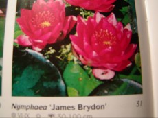 Ribniske rastline lokvanj - nymphaea James Brydon Ribniske rastline lokvanj - nymphaea James Brydon