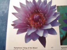 Ribniske rastline lokvanj - nymphaea King of the Blues Ribniske rastline lokvanj - nymphaea King of the Blues