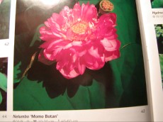 Ribniske rastline lokvanj - nymphaea Nelumbo Momo Botan Ribniske rastline lokvanj - nymphaea Nelumbo Momo Botan