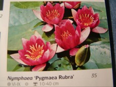 Ribniske rastline lokvanj - nymphaea Pygmaea Rubra Ribniske rastline lokvanj - nymphaea Pygmaea Rubra