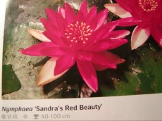 Ribniske rastline lokvanj - nymphaea Sandras Red Beauty Ribniske rastline lokvanj - nymphaea Sandras Red Beauty