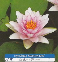 Ribniske rastline lovanj roza Ribniske rastline lovanj roza