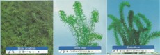 Ribniske rastline oksigenatorji 2 Ribniske rastline oksigenatorji 2