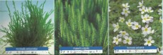 Ribniske rastline oksigenatorji 3 Ribniske rastline oksigenatorji 3