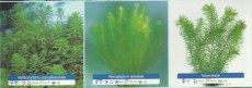 Ribniske rastline oksigenatorji 6 Ribniske rastline oksigenatorji 6