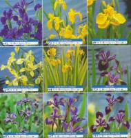 Ribniske rastline vodne okrasne rastline - Iris Ribniske rastline vodne okrasne rastline - Iris