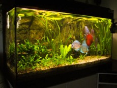 SLADKOVODEN AKVARIJ z 3D ozadjem  3D ozadje za akvarij