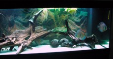 SLADKOVODEN AKVARIJ z 3D ozadjem  les za akvarij