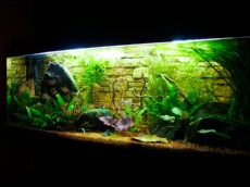 SLADKOVODEN AKVARIJ z 3D ozadjem  ozadje za sladkovoden akvarij