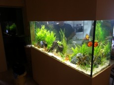 JADRAN - morski organizmi AKVARIJ OBDELAN V STENI