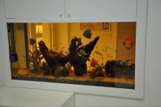 JADRAN - morski organizmi AKVARIJ Z DISKUSI