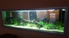 JADRAN - morski organizmi PRODAJA AKVARIJA