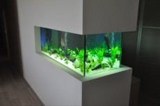 JADRAN - morski organizmi diskus in neonke