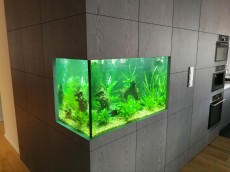 SLADKOVODEN AKVARIJ - vgrajeni v steno   AKVARIJ V KUHINJI