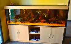 SLADKOVODEN AKVARIJ - javni prostor fish tank 720l SLADKOVODEN AKVARIJ - javni prostor fish tank 720l